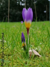 [Crocus sieberi]